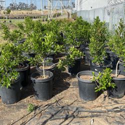 Ficus