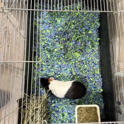 Guinea Pig & Supplies