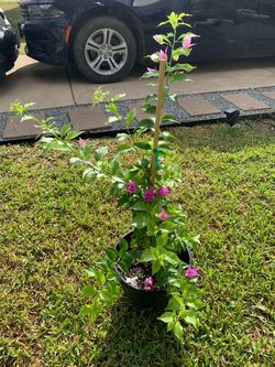 Bougainvillea Plant in Black Pot