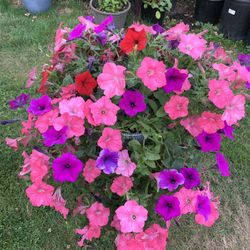 Outdoor Plat