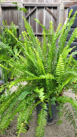 Boston fern