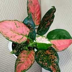 Beautiful Live Aglaonema Indoor Houseplants With 6 Inch Cramic Pot $23