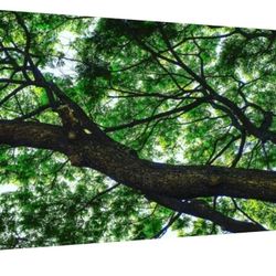 Nature-Inspired Canvas Wall Art – The Tree Canopy | 40" x 20"