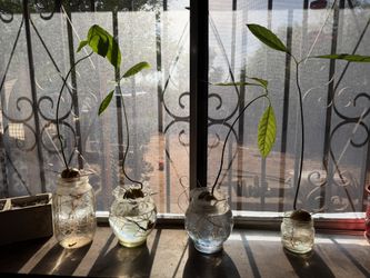 Avocado Plant  