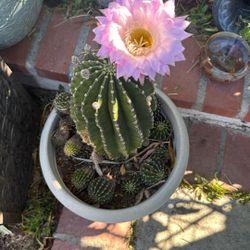 Pink Flower Cactus Babies