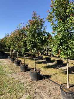 Maple Trees Beautiful 8-10ft