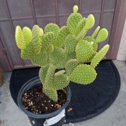 Cactus $10 cada uno
