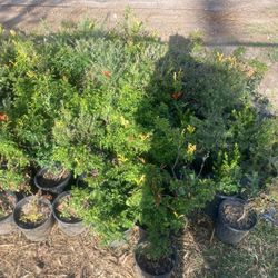 Honeysuckle plants