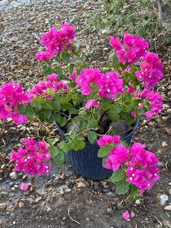 Live Beautiful Bugambilia Plant
