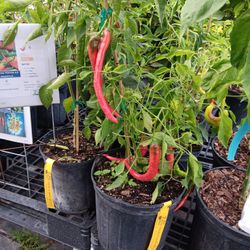 Peruvian Hot Pepper Plant