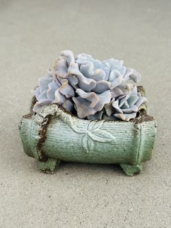 Succulents plants 🪴 （Echeveria 'Crispate Beauty' aka white madiba ）