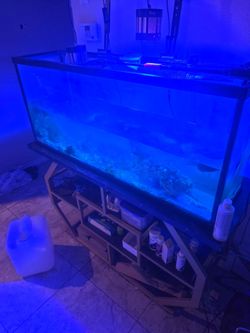 NEED GONE ASAP, FISH TANK
