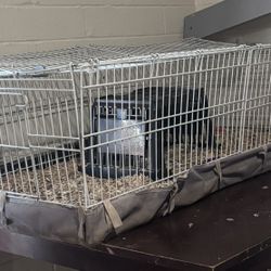 Guinea Pig Cage  