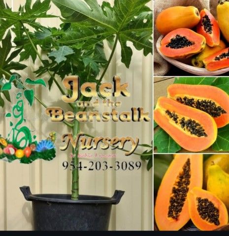 Hawaiian Papaya Trees 3gal Plantas De Fruta Bomba