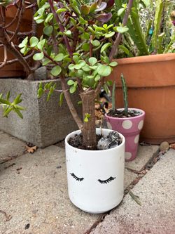 Real plant succulents