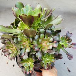 Aeonium Perfume Concubine