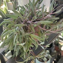 Purple tear succulent plant