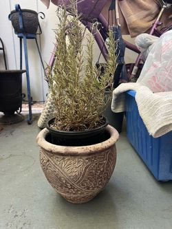 7” Planter pot with Rosemary