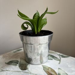 Flower Pot/Planter With Houseplant