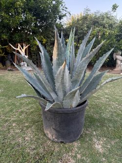 Blue Agave