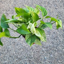 Marble Queen Pothos Plant 6" Pot