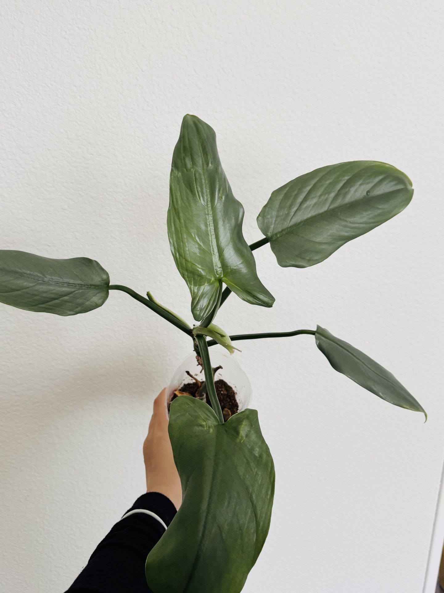 Philodendron Silver Sword – Easy to Grow & Stunning Silvery Foliage