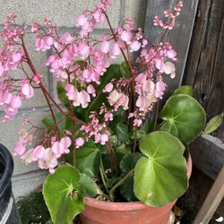 Begonia Plant