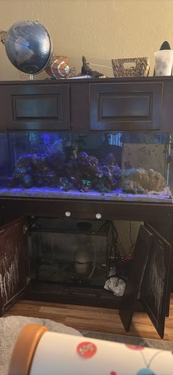 75 Gallon Reef Tank System – Established 6+ Years