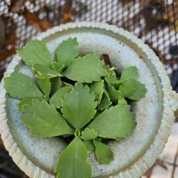Mother Of Thousands Plant 
