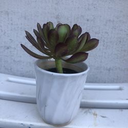 Beautiful Plant In A Ceramic Pot 
