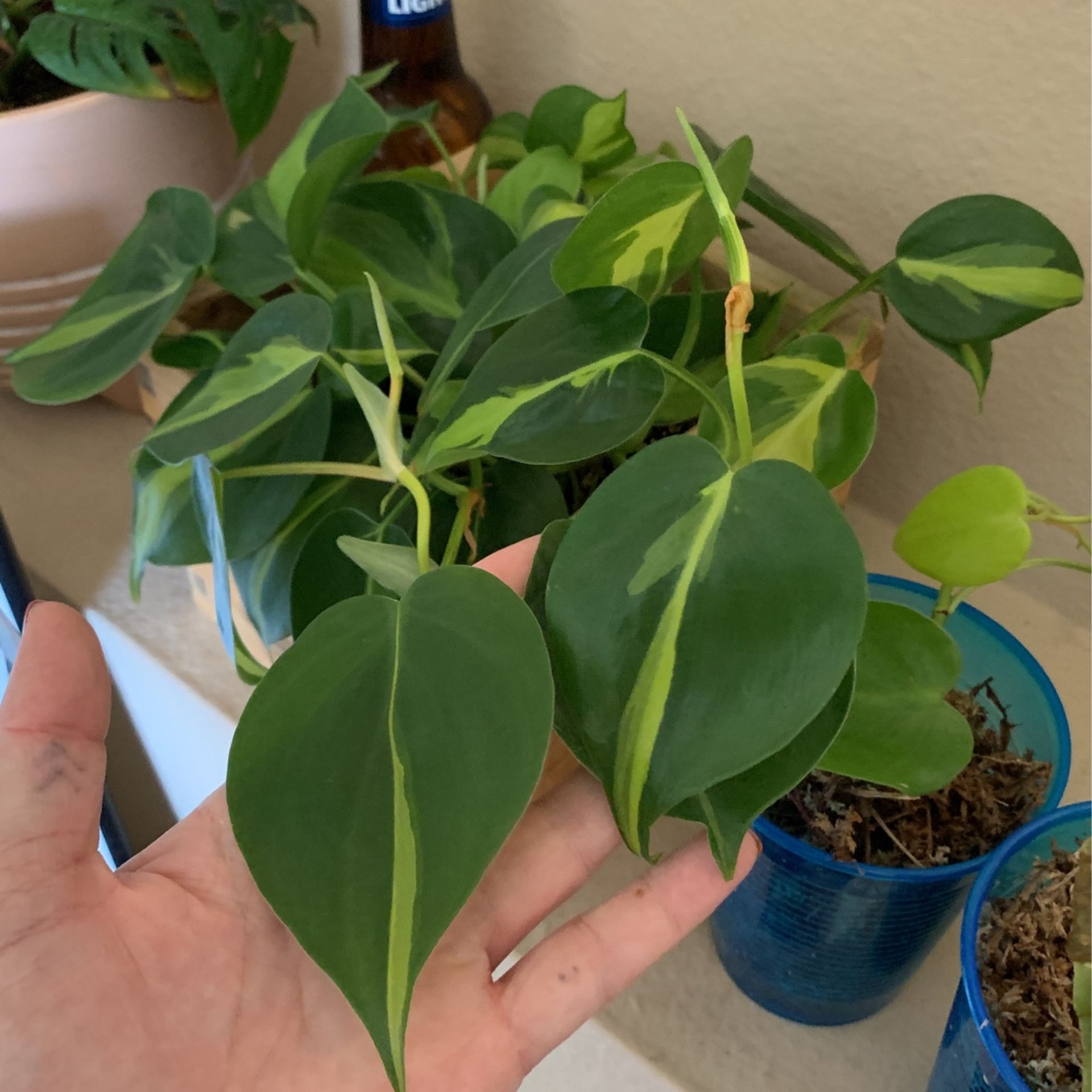 Philodendron Brazil Clippings 