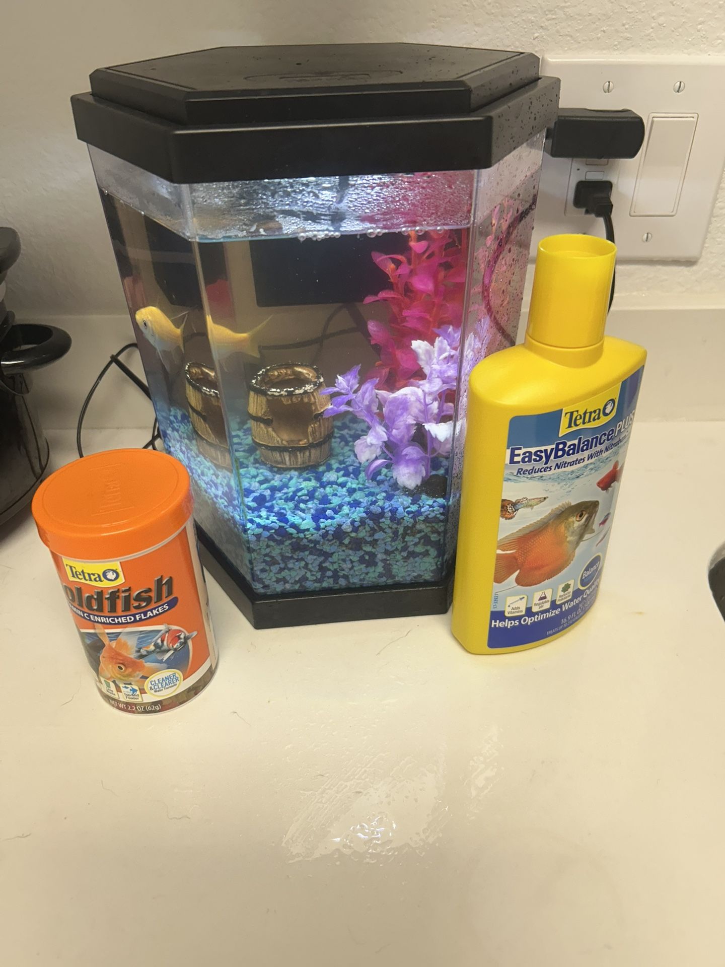 Fish And Fish Tank