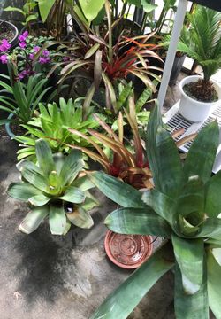 Bromeliads- $10 to $650