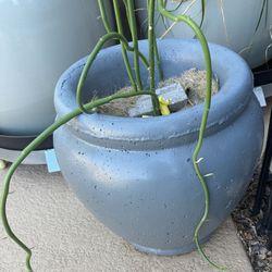Two Concrete Planters/ Pots: Price For Both