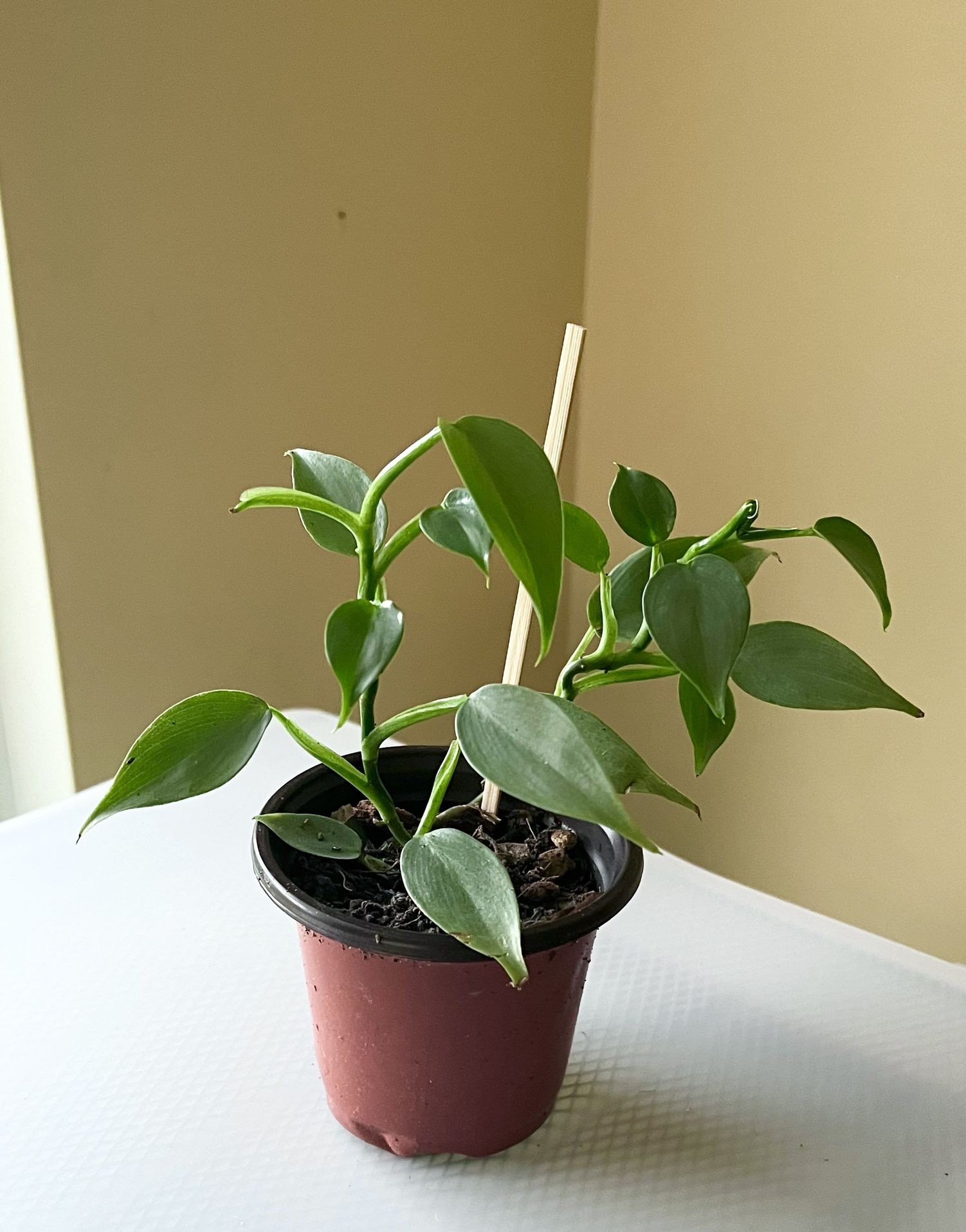 Philodendron Silver Sword