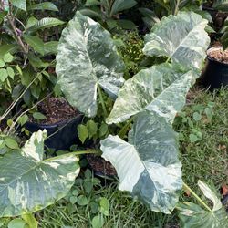 Alocasia Variegated 