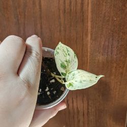 Super Rare Dark Cloud Albo Scindapsus plant cutting. Lightly rooted.