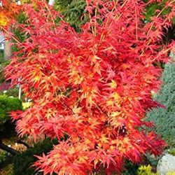 Japanese Maples$25-$75