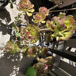 Succulents Tree
