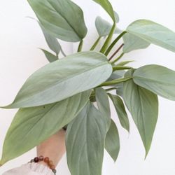 Philodendron Hastatum Silver Sword Plant 4" Pot - Indoor House Plants 