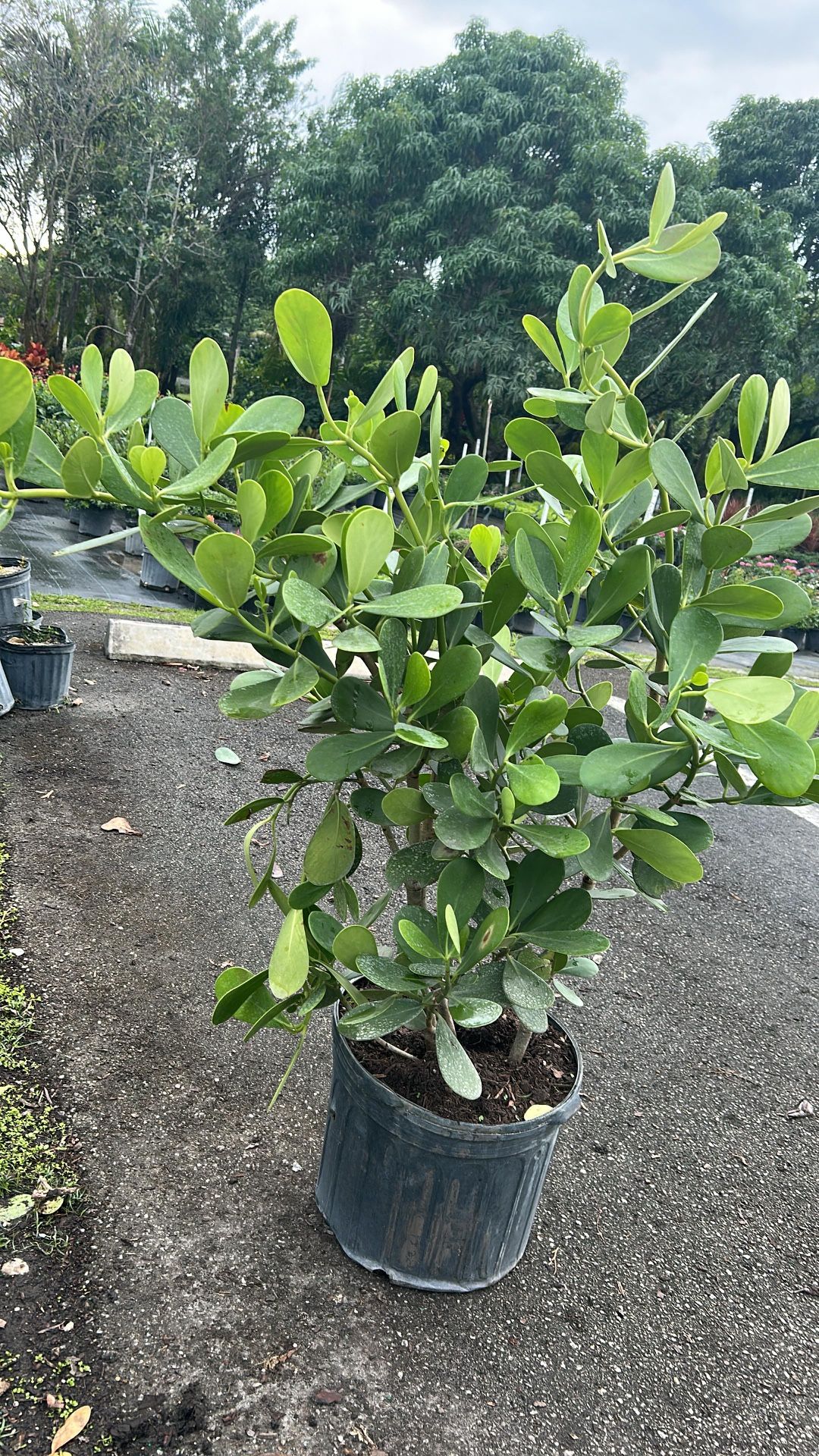Azalea 7gl Clusia - 7gl for Sale in Fort Lauderdale, FL - OfferUp