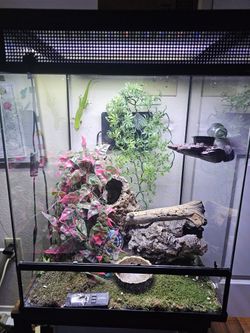 Madagascar Giant Day 🦎 All Sizes