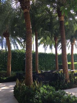 Silvestre palms