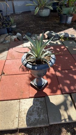 Maguey