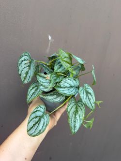5” philodendron brandi
