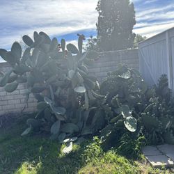 FREE- Cactus -pending