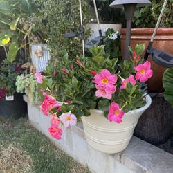 Pink Mandevilla Plant In Pot