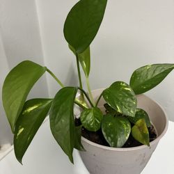 Potted Golden Pothos Plant