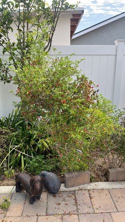 Pepper Trees