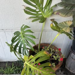 natural plant / planta natural